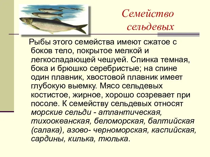 Семейство сельдевых Рыбы этого семейства имеют сжатое с боков тело, покрытое мелкой и