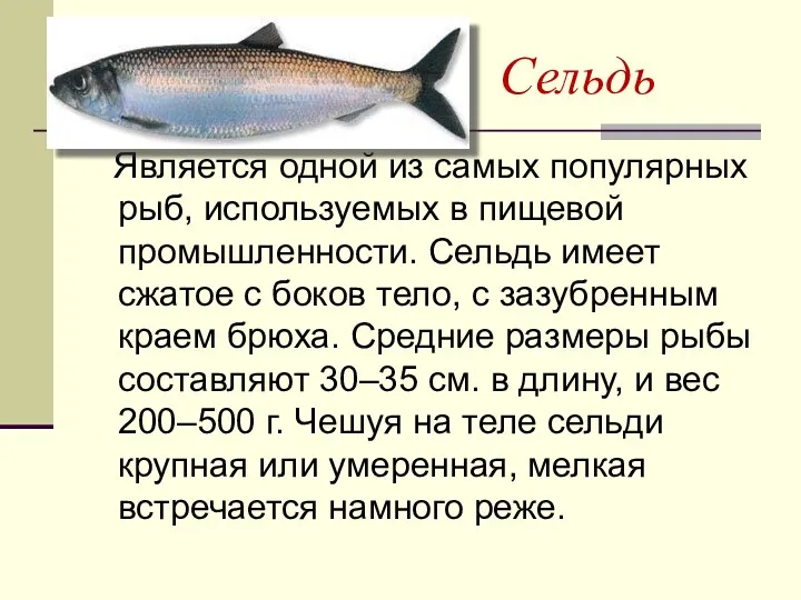 Сельдь Является одной из самых популярных рыб, используемых в пищевой промышленности. Сельдь имеет