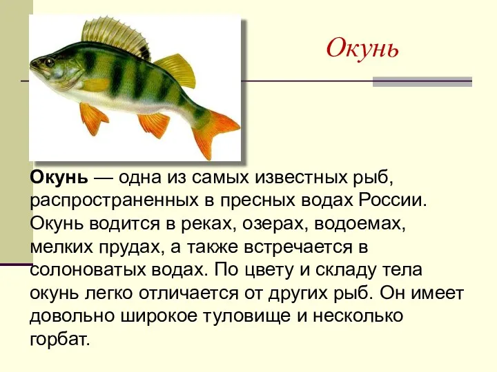 Окунь Окунь — одна из самых известных рыб, распространенных в пресных водах России.