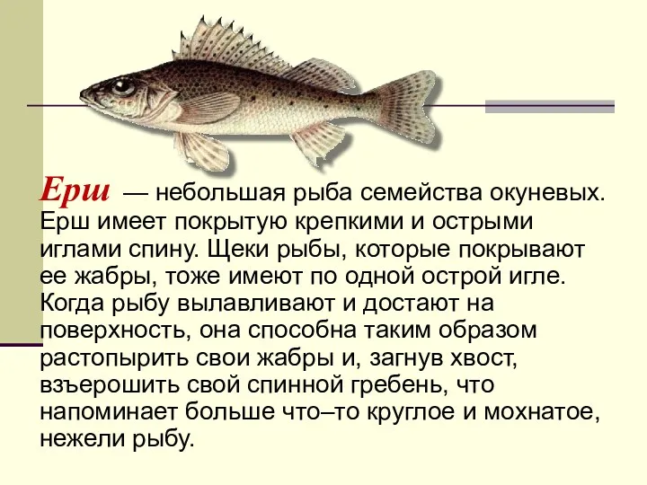 Ерш — небольшая рыба семейства окуневых. Ерш имеет покрытую крепкими и острыми иглами