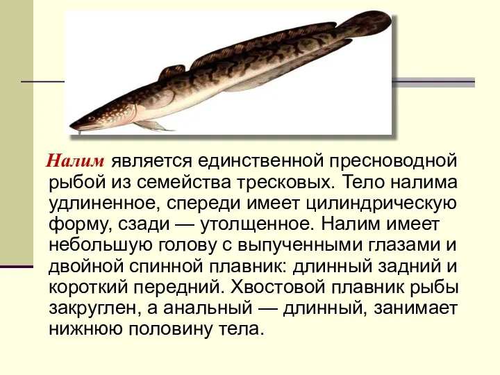 Налим является единственной пресноводной рыбой из семейства тресковых. Тело налима удлиненное, спереди имеет