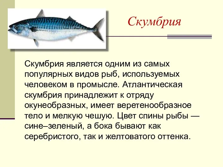 Скумбрия Скумбрия является одним из самых популярных видов рыб, используемых человеком в промысле.