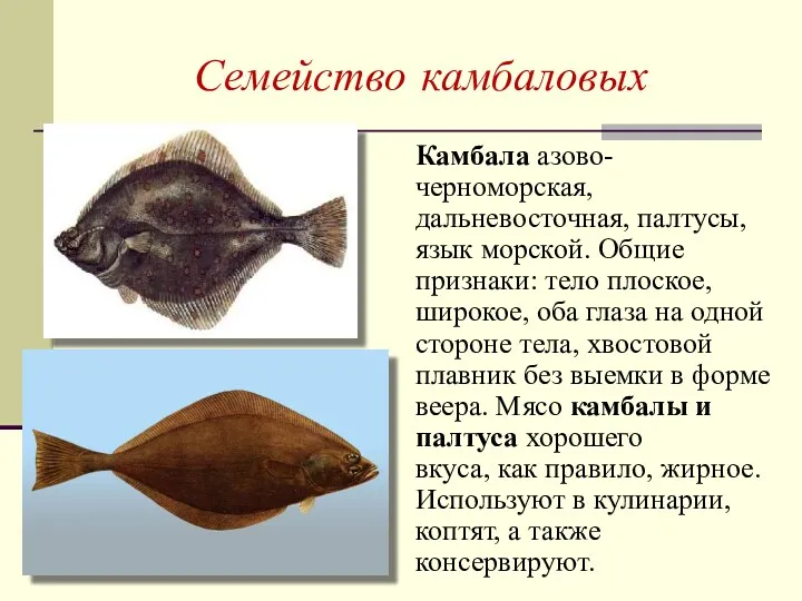 Семейство камбаловых Камбала азово-черноморская, дальневосточная, палтусы, язык морской. Общие признаки: тело плоское, широкое,