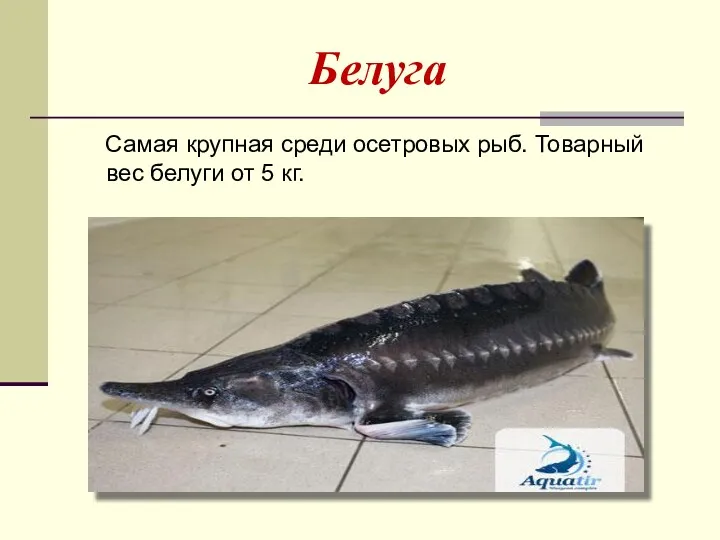 Белуга Самая крупная среди осетровых рыб. Товарный вес белуги от 5 кг.