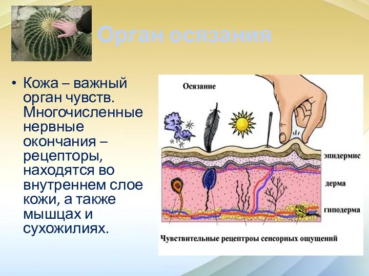 Орган осязания Кожа – важный орган чувств. Многочисленные нервные окончания