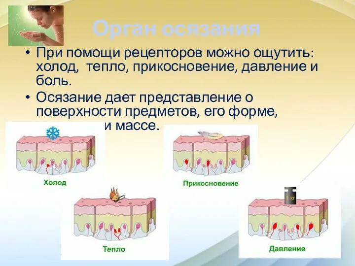 Орган осязания При помощи рецепторов можно ощутить: холод, тепло, прикосновение,