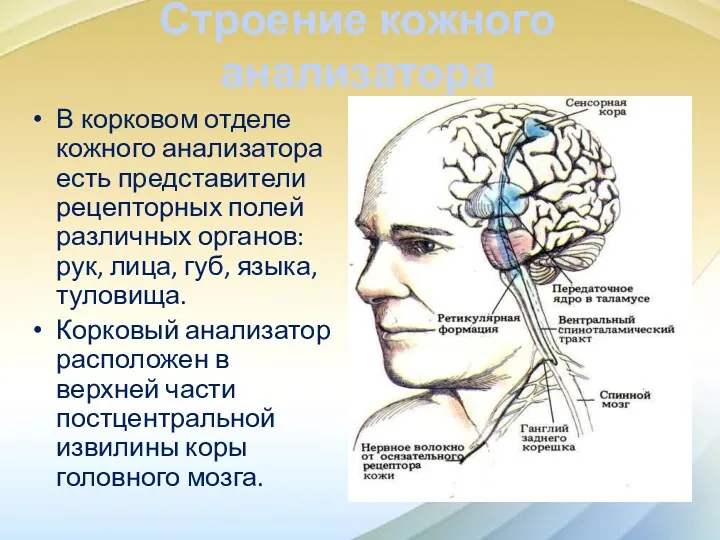 Строение кожного анализатора В корковом отделе кожного анализатора есть представители