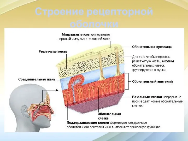 Строение рецепторной оболочки