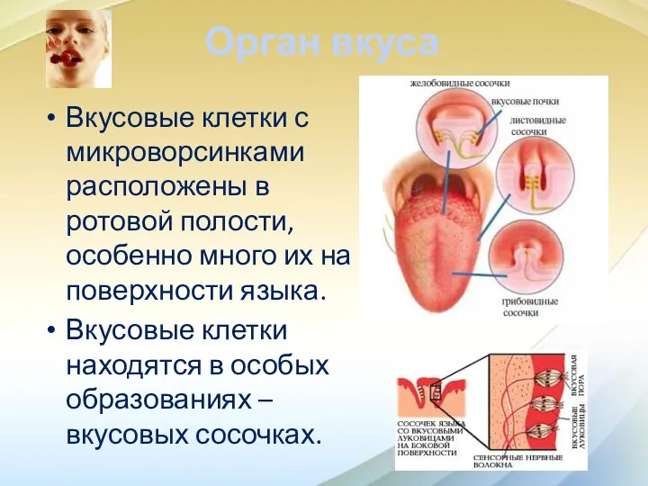 Орган вкуса Вкусовые клетки с микроворсинками расположены в ротовой полости,