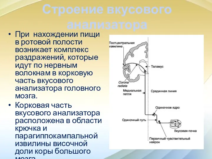 Строение вкусового анализатора При нахождении пищи в ротовой полости возникает