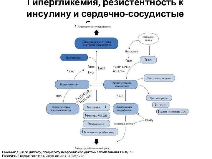 Гипергликемия, резистентность к инсулину и сердечно-сосудистые заболевания Рекомендации по диабету, предиабету и сердечно-сосудистым