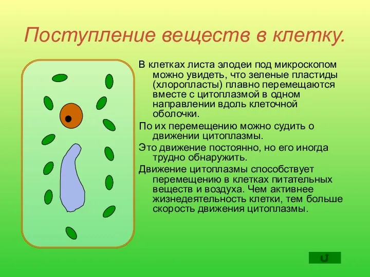 Поступление веществ в клетку. В клетках листа элодеи под микроскопом