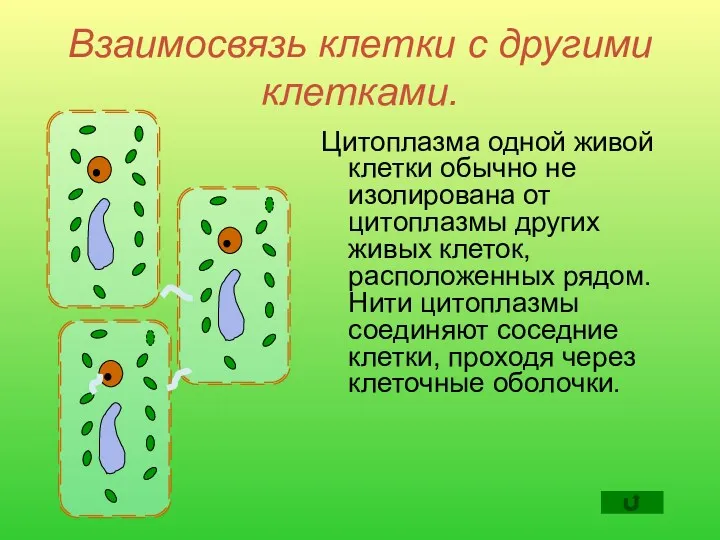 Взаимосвязь клетки с другими клетками. Цитоплазма одной живой клетки обычно
