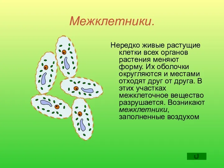 Межклетники. Нередко живые растущие клетки всех органов растения меняют форму.