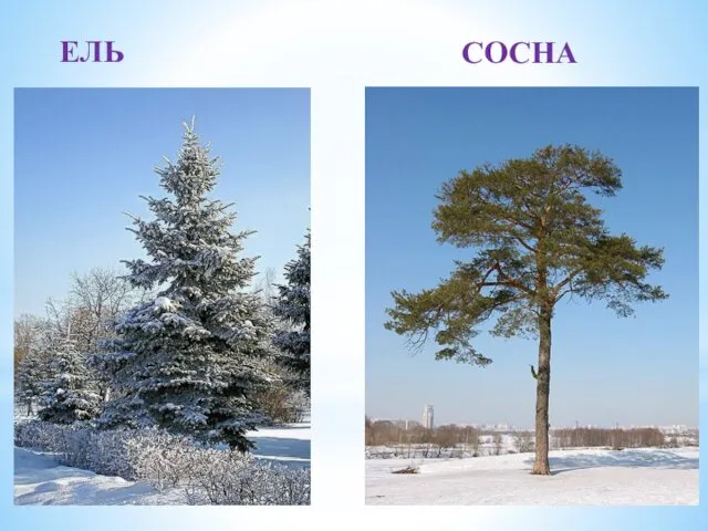 ЕЛЬ СОСНА