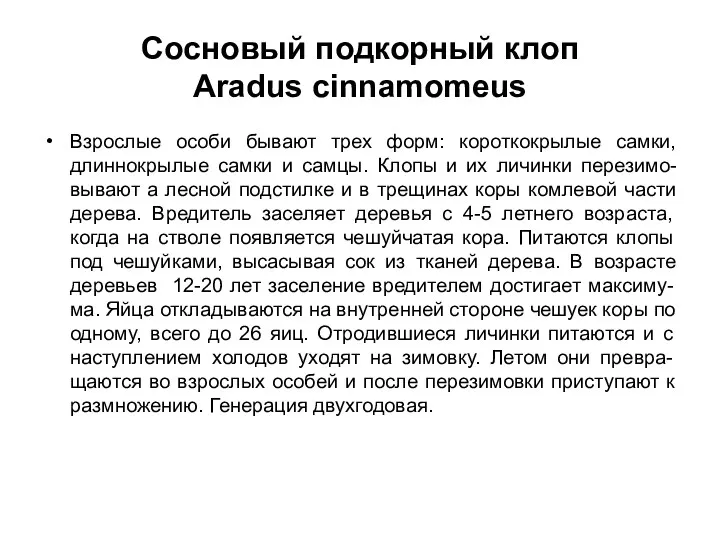 Сосновый подкорный клоп Aradus cinnamomeus Взрослые особи бывают трех форм: