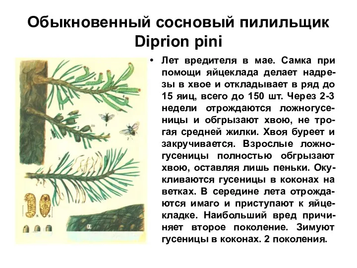 Обыкновенный сосновый пилильщик Diprion pini Лет вредителя в мае. Самка