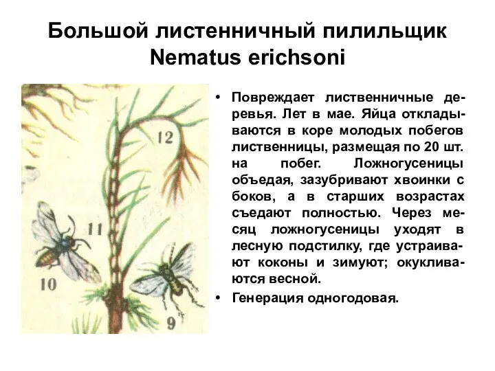 Большой листенничный пилильщик Nematus erichsoni Повреждает лиственничные де-ревья. Лет в