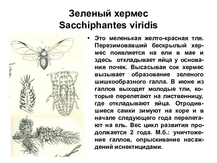 Зеленый хермес Sacchiphantes viridis Это меленькая желто-красная тля. Перезимовавший бескрылый