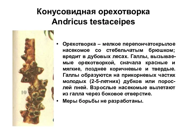 Конусовидная орехотворка Andricus testaceipes Орехотворка – мелкое перепончатокрылое насекомое со