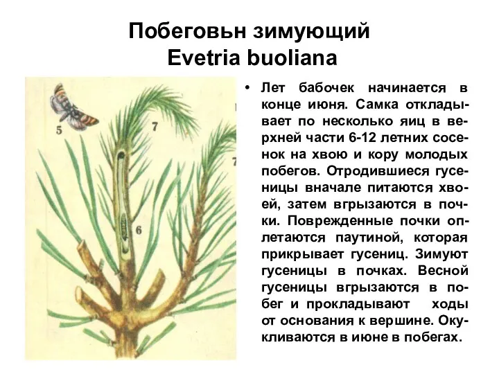 Побеговьн зимующий Evetria buoliana Лет бабочек начинается в конце июня.