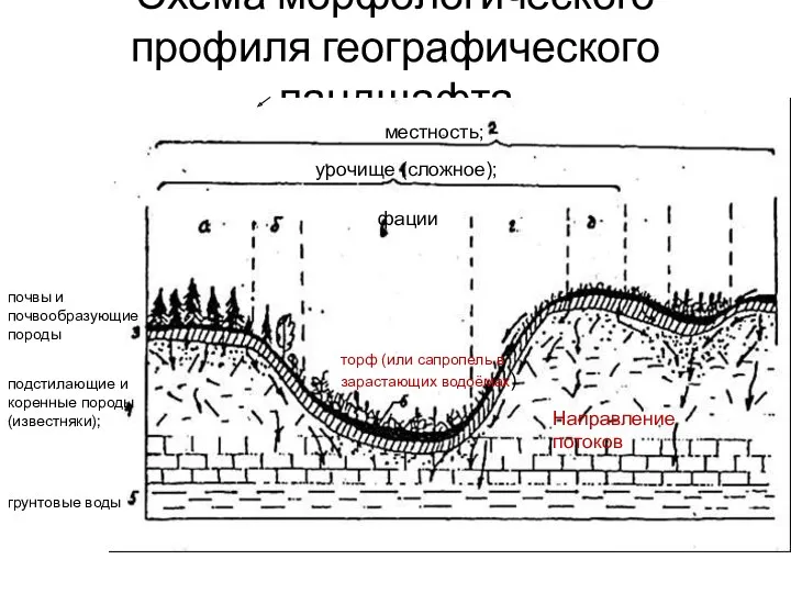 Схема морфологического профиля географического ландшафта урочище (сложное); местность; почвы и