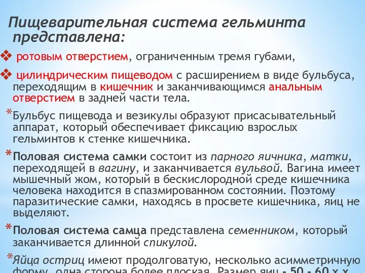 Пищеварительная система гельминта представлена: ротовым отверстием, ограниченным тремя губами, цилиндрическим