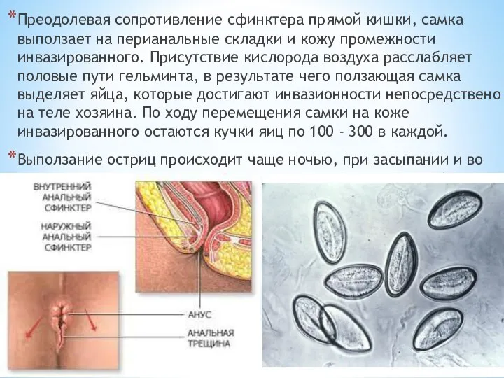 Преодолевая сопротивление сфинктера прямой кишки, самка выползает на перианальные складки