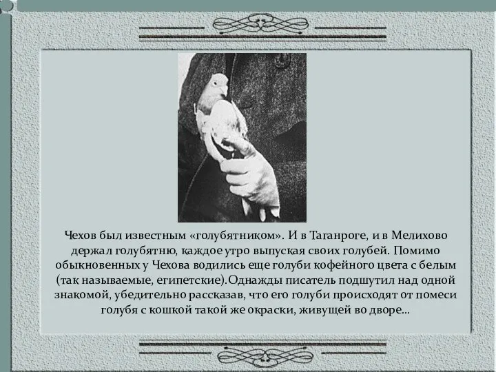 Чехов был известным «голубятником». И в Таганроге, и в Мелихово держал голубятню, каждое