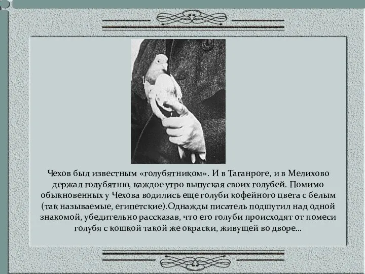 Чехов был известным «голубятником». И в Таганроге, и в Мелихово