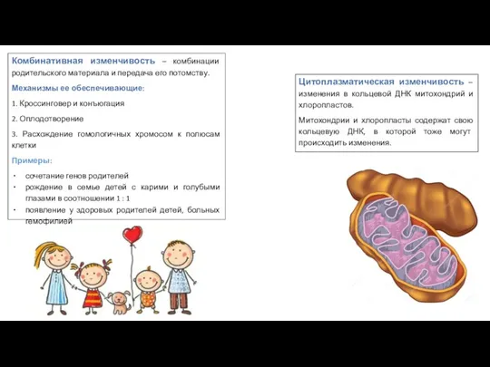 Комбинативная изменчивость – комбинации родительского материала и передача его потомству.