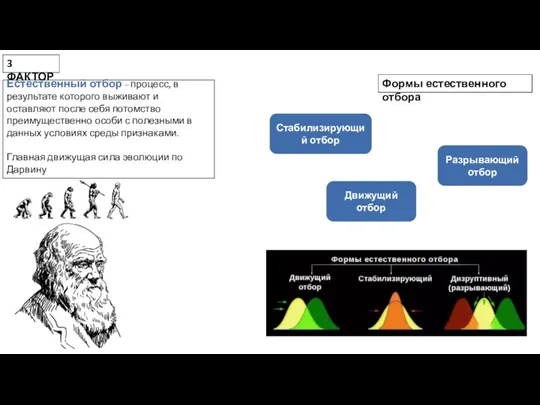 Естественный отбор – процесс, в результате которого выживают и оставляют