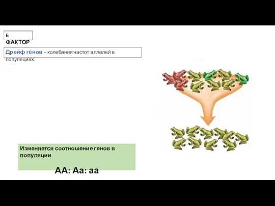 Дрейф генов – колебания частот аллелей в популяциях. 6 ФАКТОР
