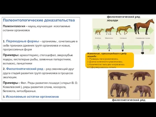 Палеонтологические доказательства Палеонтология – наука, изучающая ископаемые останки организмов 1.