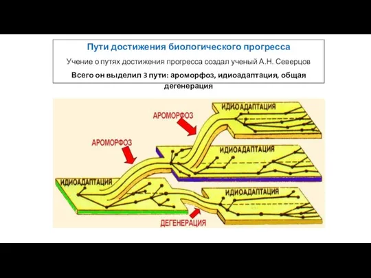 . Пути достижения биологического прогресса Учение о путях достижения прогресса