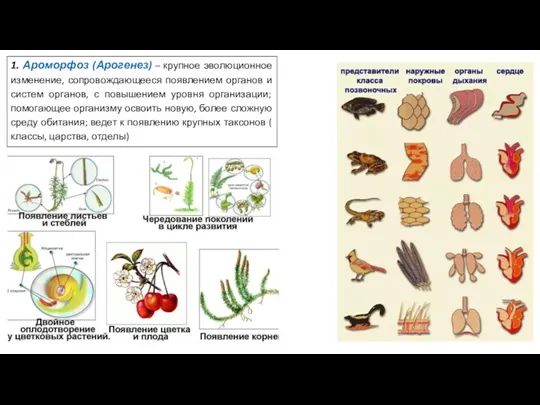 1. Ароморфоз (Арогенез) – крупное эволюционное изменение, сопровождающееся появлением органов