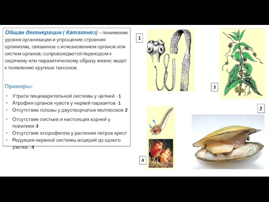 Общая дегенерация ( Катагенез) – понижение уровня организации и упрощение