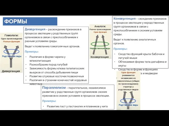 Параллелизм – параллельное, независимое развитие у родственных групп организмов схожих