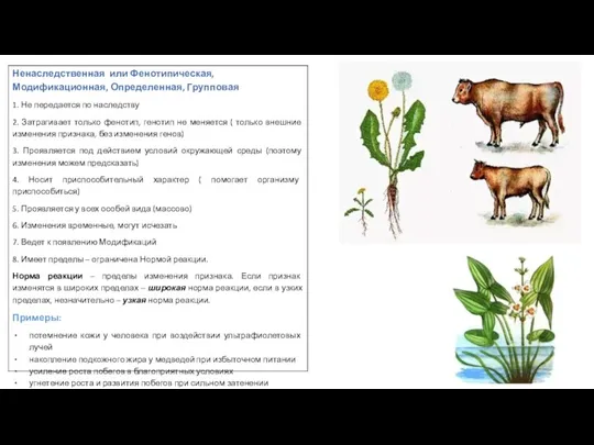 Ненаследственная или Фенотипическая, Модификационная, Определенная, Групповая 1. Не передается по