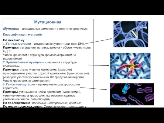 Мутационная Мутации – аномальные изменения в генотипе организма. Классификация мутаций: