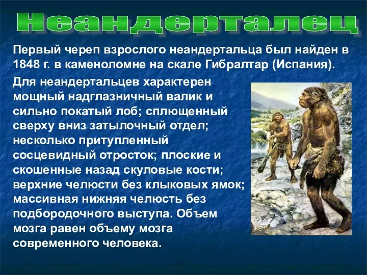 Неандерталец Первый череп взрослого неандертальца был найден в 1848 г.