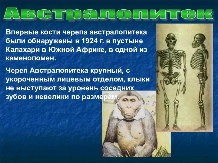Впервые кости черепа австралопитека были обнаружены в 1924 г. в