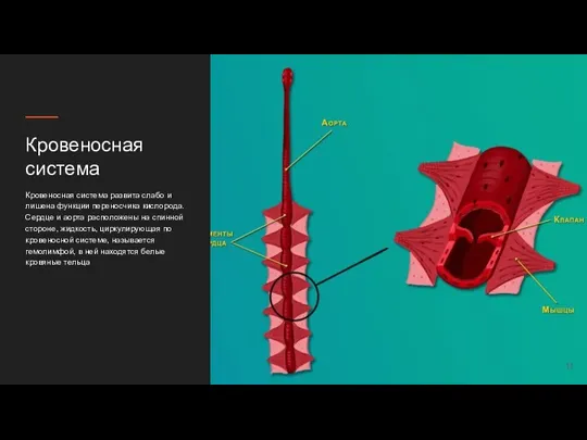 Кровеносная система Кровеносная система развита слабо и лишена функции переносчика кислорода. Сердце и