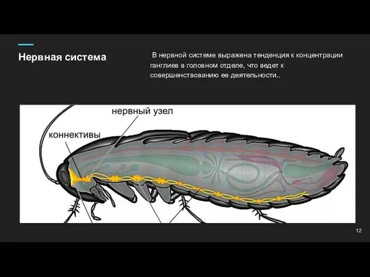 Нервная система В нервной системе выражена тенденция к концентрации ганглиев в головном отделе,