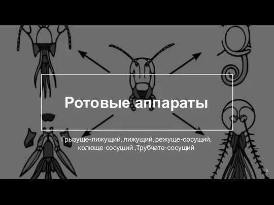 Ротовые аппараты Грызуще-лижущий, лижущий, режуще-сосущий, колюще-сосущий ,Трубчато-сосущий