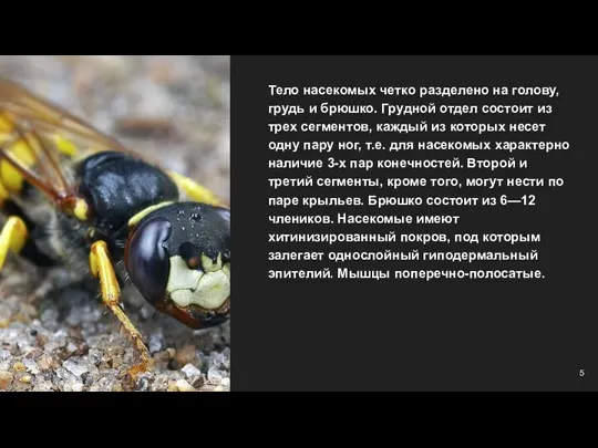 Тело насекомых четко разделено на голову, грудь и брюшко. Грудной отдел состоит из