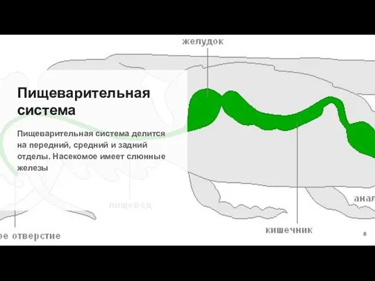 Пищеварительная система Пищеварительная система делится на передний, средний и задний отделы. Насекомое имеет слюнные железы