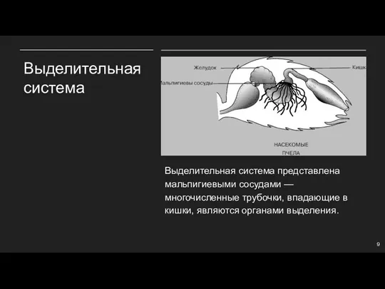 Выделительная система Выделительная система представлена мальпигиевыми сосудами — многочисленные трубочки, впадающие в кишки, являются органами выделения.