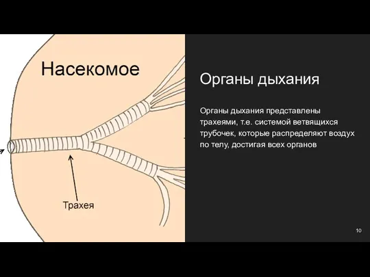 Органы дыхания Органы дыхания представлены трахеями, т.е. системой ветвящихся трубочек,