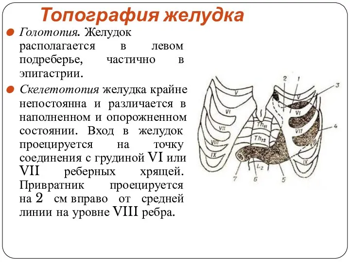 Топография желудка Голотопия. Желудок располагается в левом подреберье, частично в